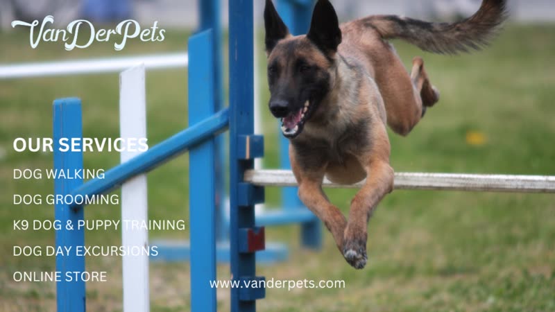 A Belgian Malinois leaping a blue-and-white agility hurdle on a grassy field