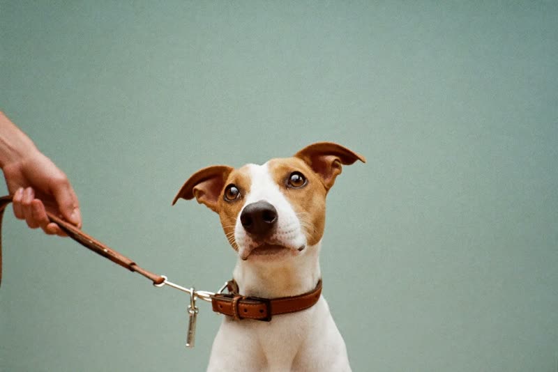 A hand on a training lead with a dog looking up attentively