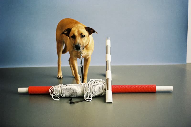 Training kit laid out: a coiled long line, a lead and an agility pole