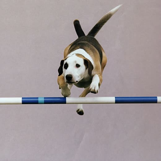 A dog jumping a low agility hurdle