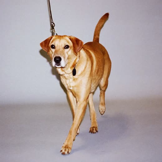 A dog walking calmly on a loose lead