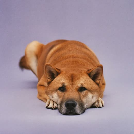 A dog settled in a relaxed down